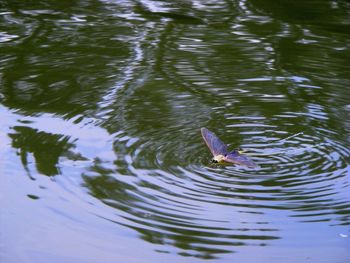 Reflection of people in water