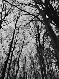 Low angle view of bare trees against sky