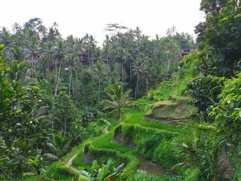 Plants and trees on field against sky