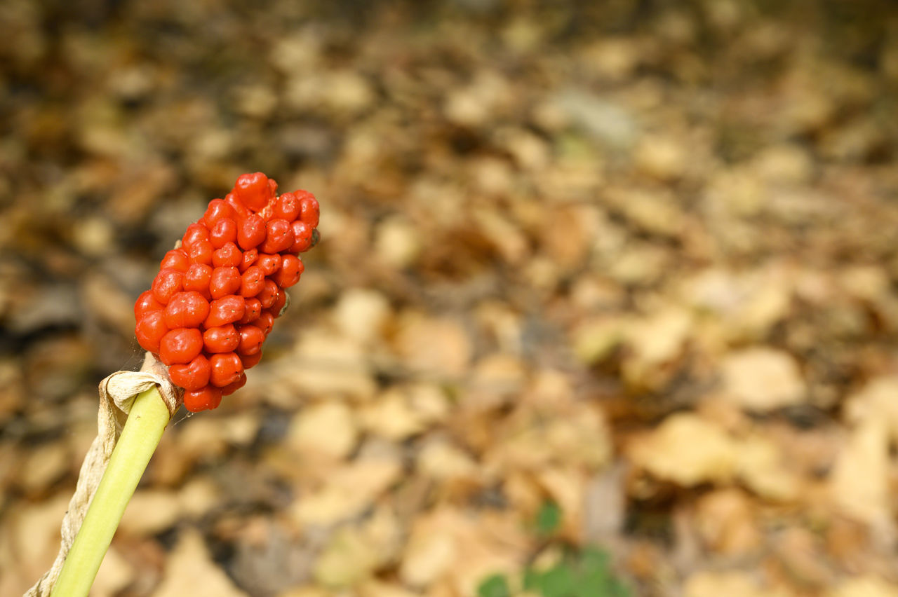 CLOSE-UP OF RED BERRIES GROWING ON LAND