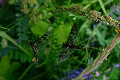 Close-up of insect on plant