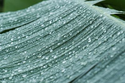 Close-up of raindrops on leaves