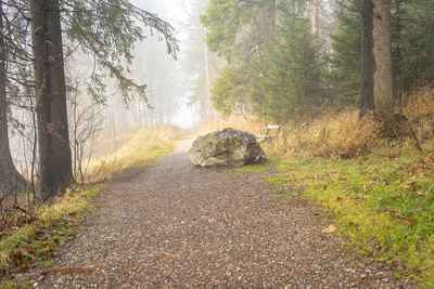 Road amidst trees in forest