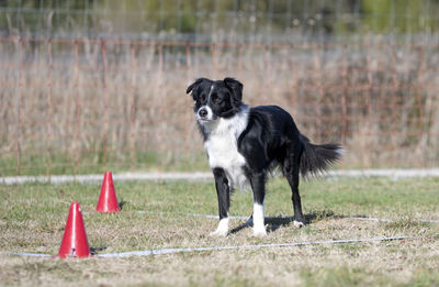 Dog running on field