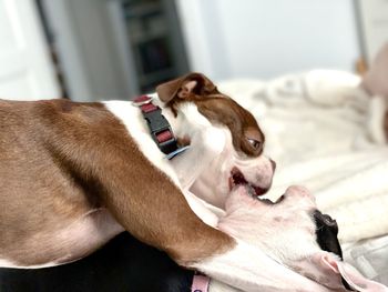 Close-up of a dog resting