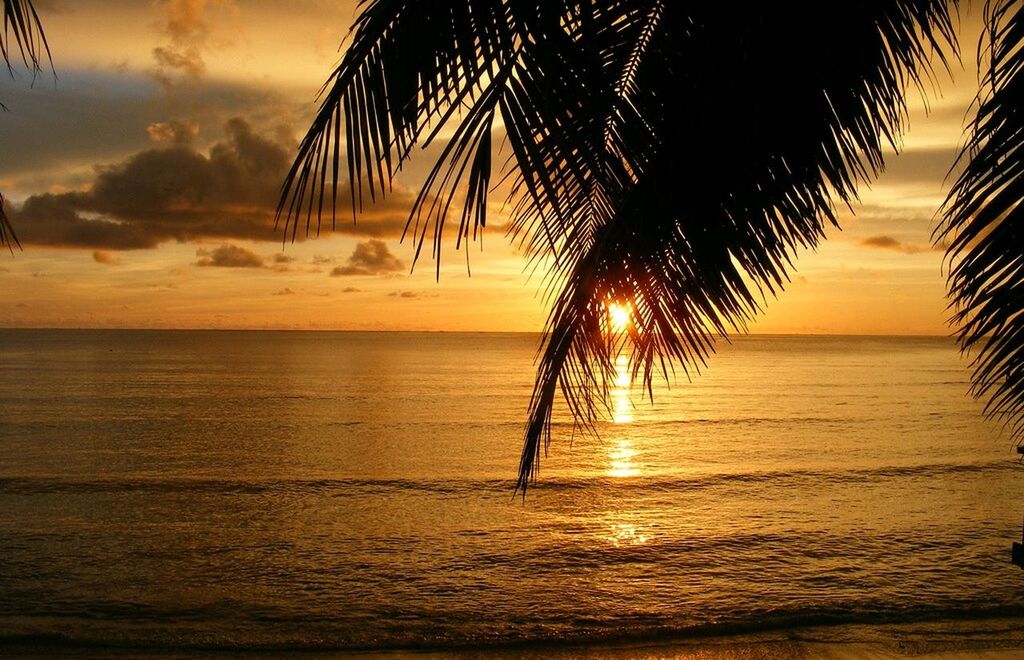 sea, sunset, beach, horizon over water, water, orange color, scenics, palm tree, sky, shore, tranquility, beauty in nature, tranquil scene, sun, silhouette, idyllic, nature, sand, palm leaf, reflection