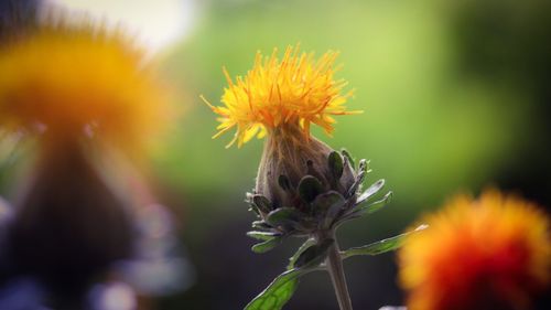 Close-up of yellow flower