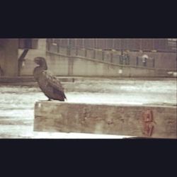 Close-up of bird perching on wall