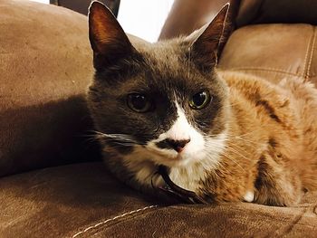 Close-up portrait of cat sitting