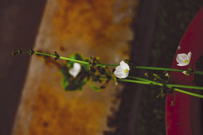 Close-up of white flowering plant