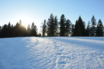 Trees on snow covered landscape against clear sky