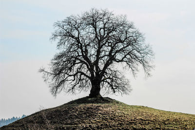 Bare tree on landscape against sky