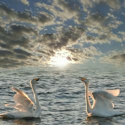 Swans swimming in water