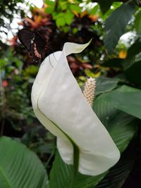 Close-up of insect on white flower