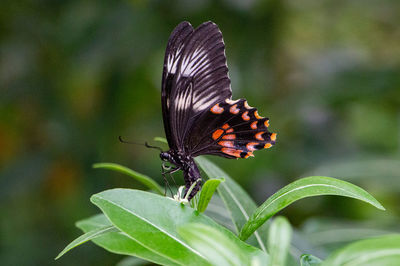 Close-up of butterfly pollinating flower