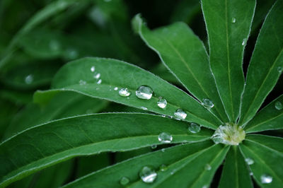 Close-up of raindrops on leaves