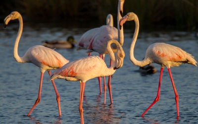 Birds in the sea