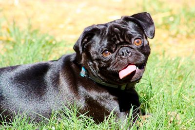 Portrait of black pug lying on grass in the sun