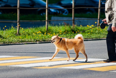 View of a dog on road