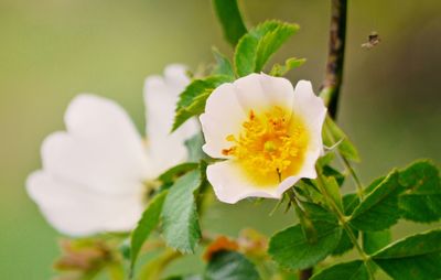 Close-up of white flowering plant