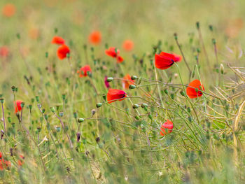 Close-up of red poppy flowers on field