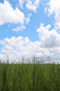 Plants with sky in background