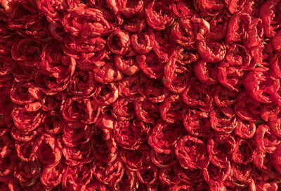Full frame shot of red flowering plants