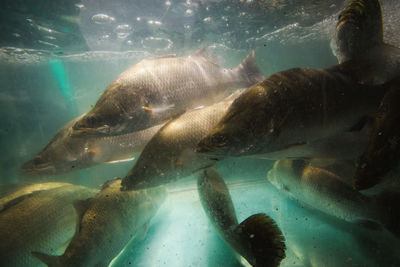 Fish swimming in sea