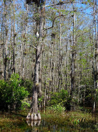 View of trees growing in forest