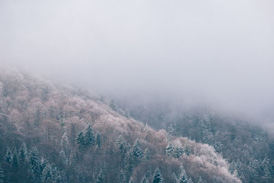 Aerial view of forest during foggy weather