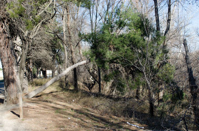 Road amidst bare trees