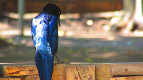 Close-up of bird perching on wood