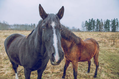 Horses standing on field