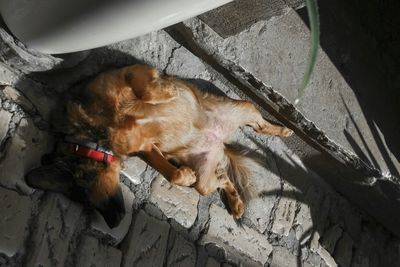 Dog resting on couch
