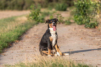 Dog sitting on road