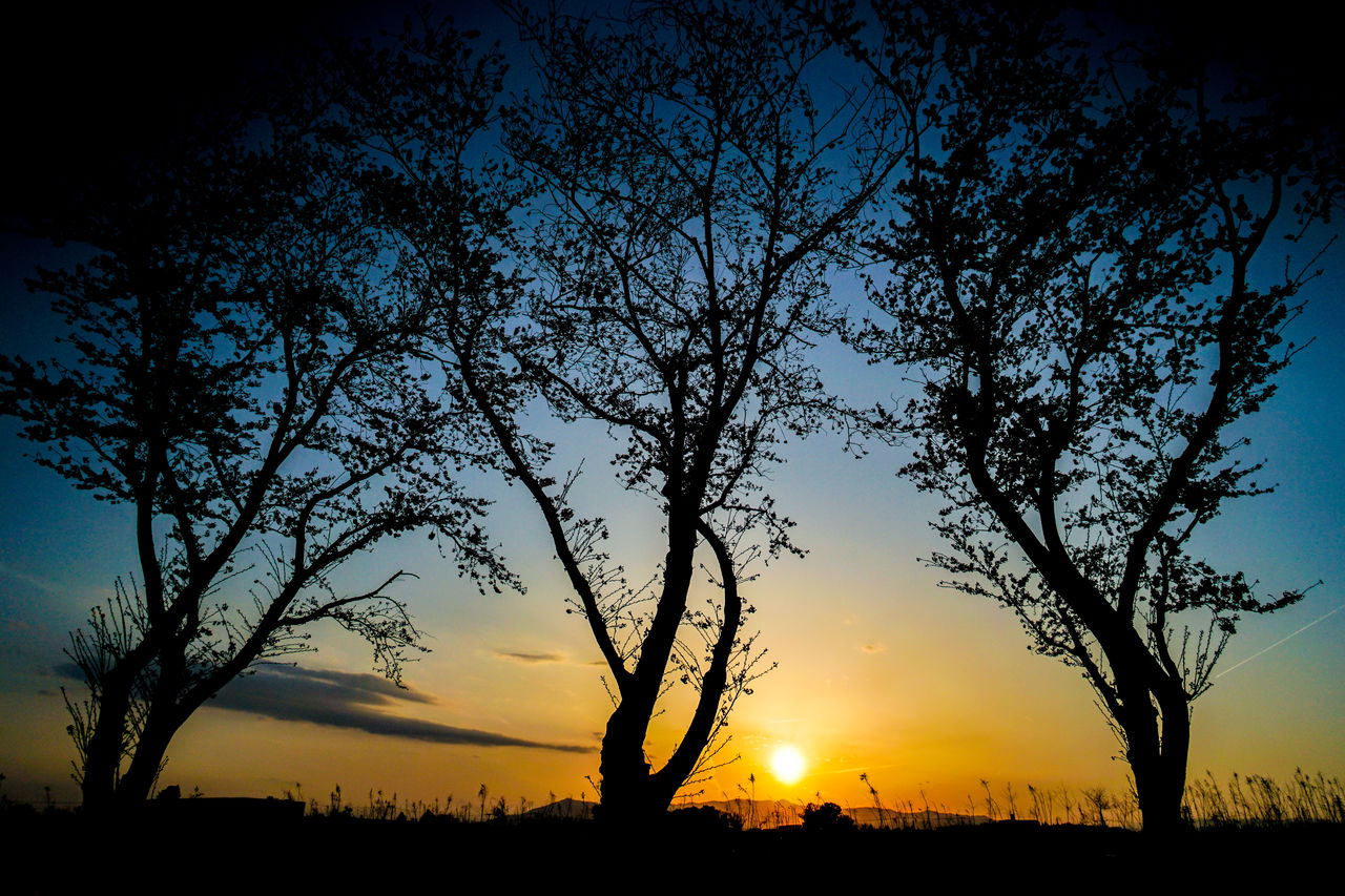 sunset, sky, tree, silhouette, plant, beauty in nature, landscape, scenics - nature, nature, environment, dawn, tranquility, tranquil scene, evening, sun, land, horizon, cloud, no people, afterglow, branch, orange color, field, rural scene, sunlight, dramatic sky, idyllic, back lit, twilight, non-urban scene, outdoors, yellow, blue, horizon over land, multi colored, dark, astronomical object, travel destinations, atmospheric mood, agriculture, awe, red sky at morning, grass, vibrant color, tree trunk, outline