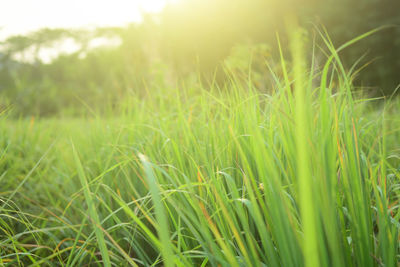 Close-up of crop in field