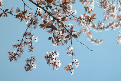 Low angle view of pink cherry blossom of prunus cerasifera against clear blue sky