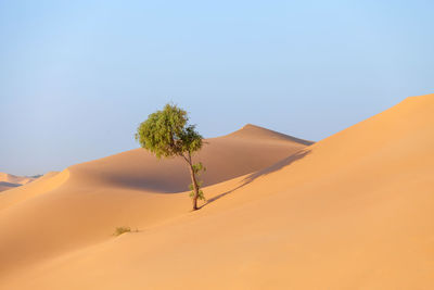 Single tree in the desert in the uae hidden in the sand dunes