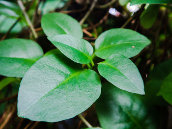 High angle view of green leaves