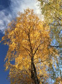 Low angle view of trees against sky