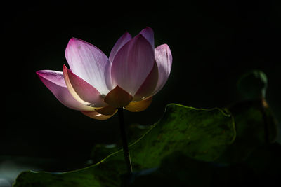 Close-up of lotus water lily