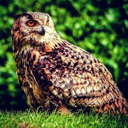 Close-up of owl