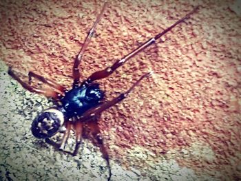 Close-up of insect on plant