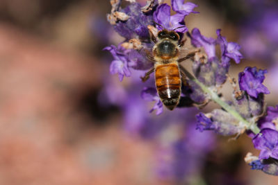 Close-up of bee pollinating on purple flower