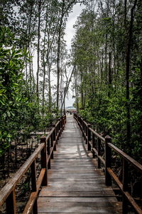 Walkway amidst trees in forest