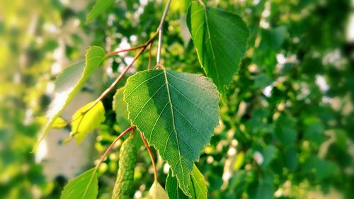 Close-up of leaves