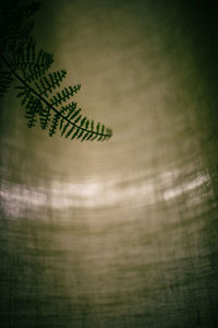 Close-up of plants against blurred background