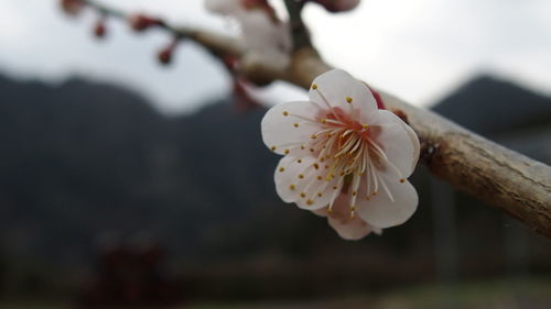 Close-up of white flowers blooming on branch