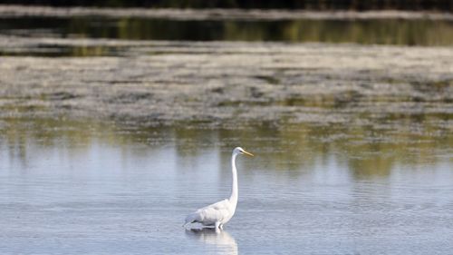 Gray heron in lake